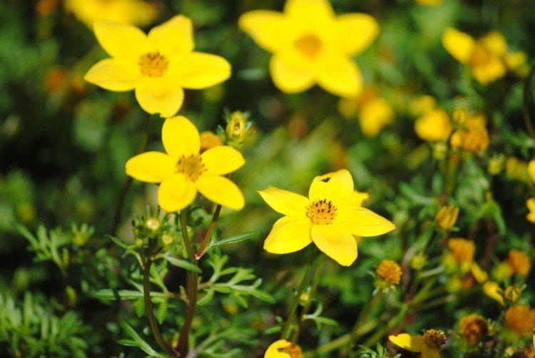 Bidens - foto
