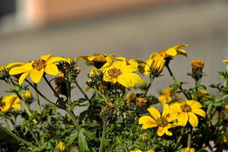 Bidens - foto