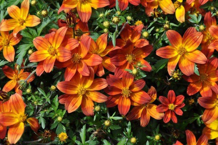 Bidens - foto