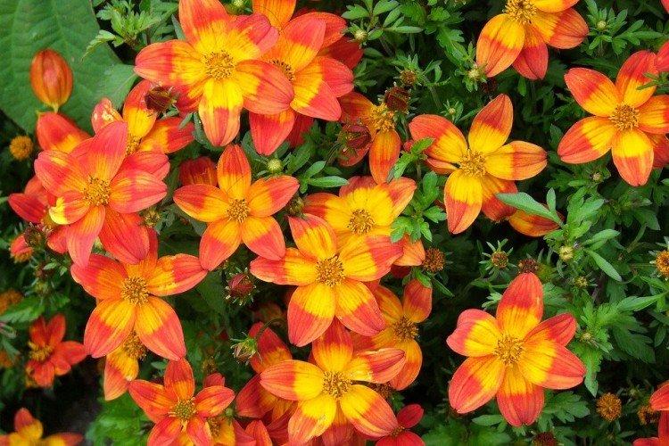 Bidens - foto