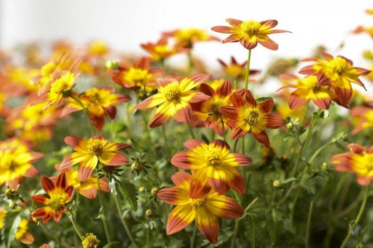 Bidens - foto
