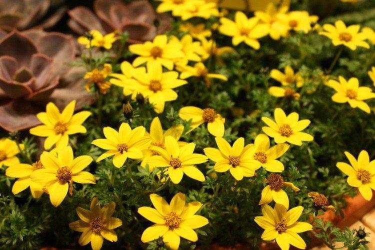 Bidens - foto