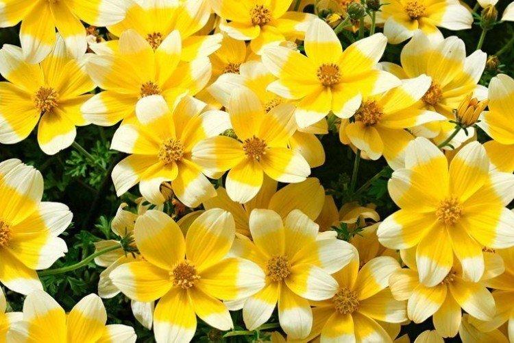 Bidens - foto
