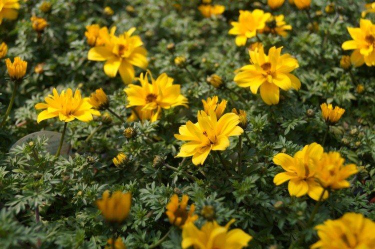 Bidens - foto