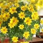 1747252228_bidens-60-fotografii-druhy-pestovani-a-spravna-pece.jpg