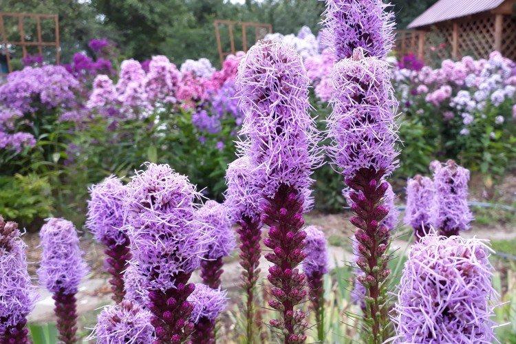 Ragged liatris