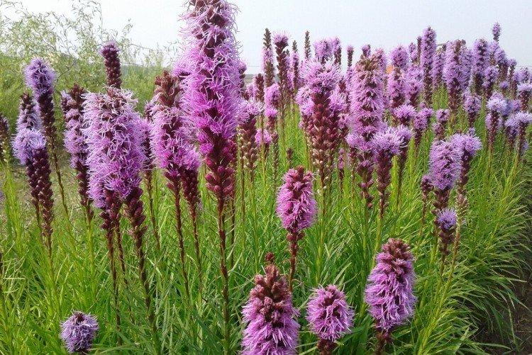 Spike liatris