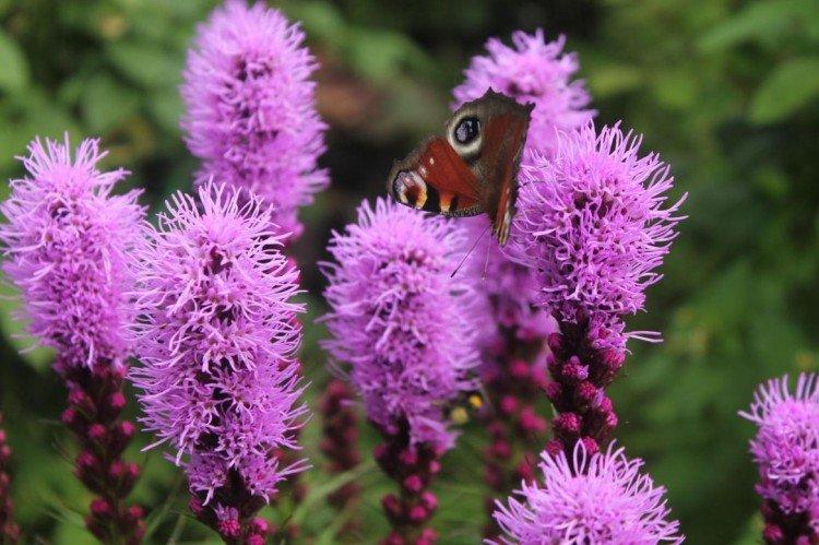 Liatris - foto