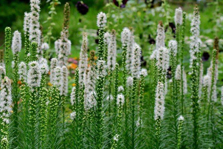Liatris - foto