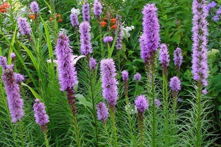 Liatris - foto