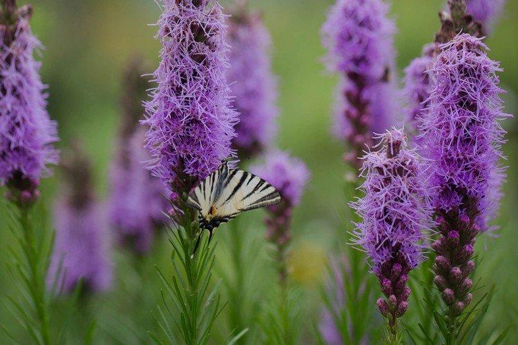 Liatris - foto