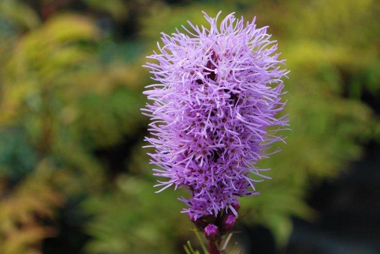 Liatris - foto