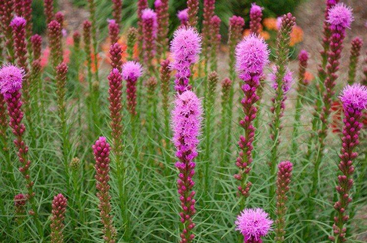 Liatris - foto