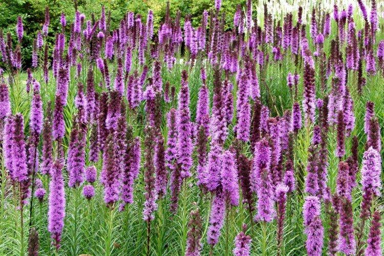 Liatris - foto