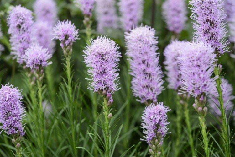 Liatris - foto