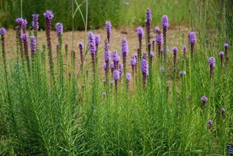 Liatris - foto
