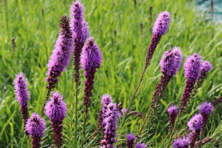 Liatris - foto