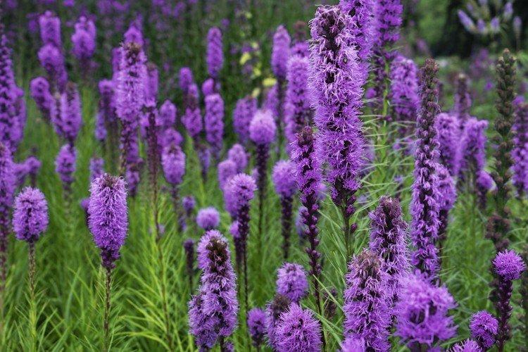 Liatris - foto