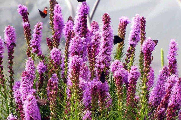 Liatris - foto