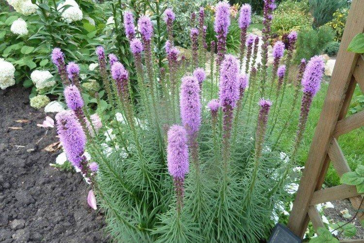 Liatris - foto