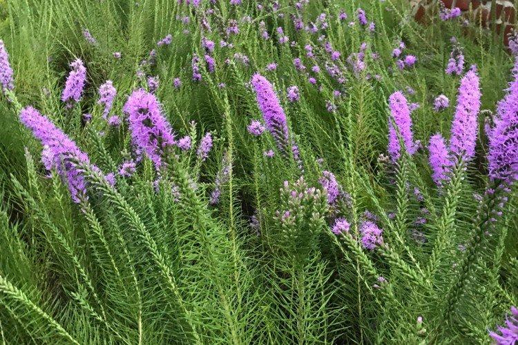 Liatris - foto