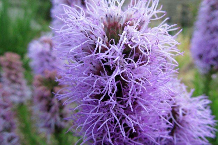 Liatris - foto