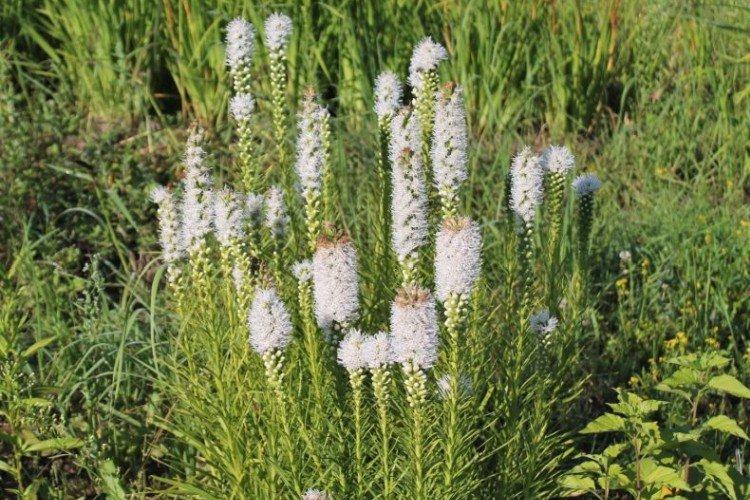 Liatris - foto