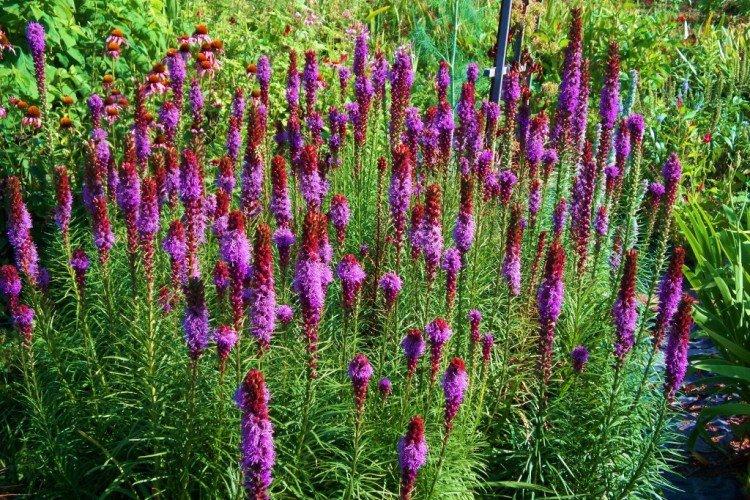 Liatris - foto