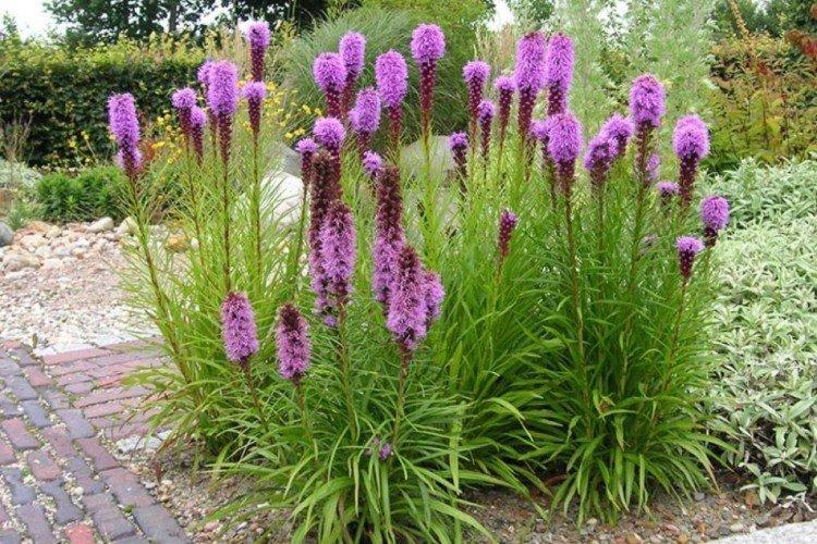 Liatris - foto