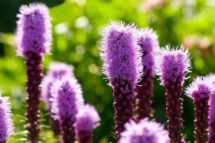 Liatris - foto