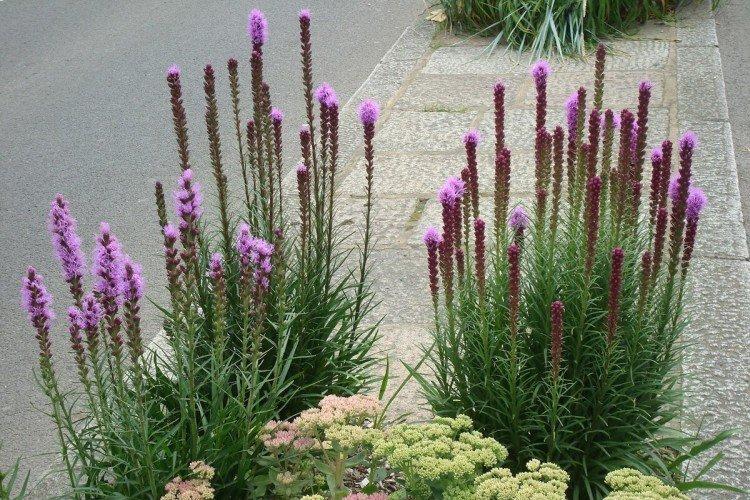 Liatris - foto