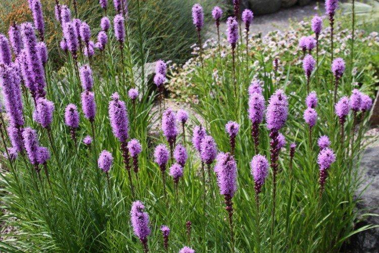 Liatris - foto