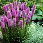 1747256914_liatris-60-fotografii-druh-vysadba-a-pece-v-otevrenem-terenu.jpg