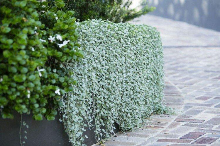 Dichondra - foto