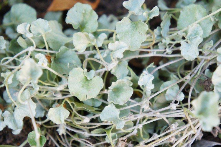 Dichondra - foto