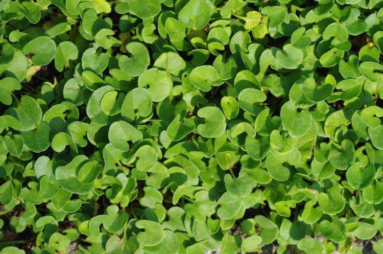 Dichondra - foto