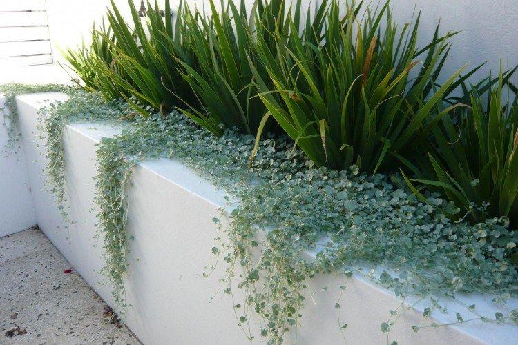Dichondra - foto