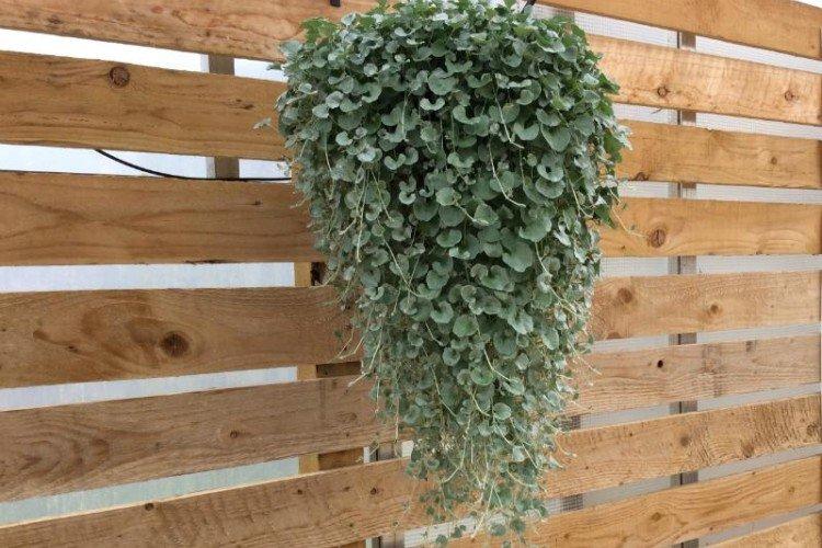 Dichondra - foto