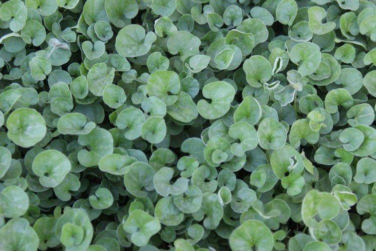 Dichondra - foto