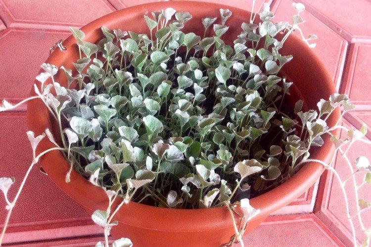 Dichondra - foto