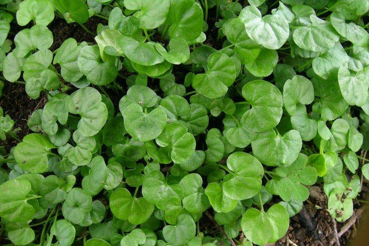 Dichondra - foto
