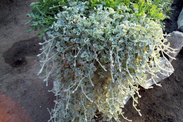Dichondra - foto