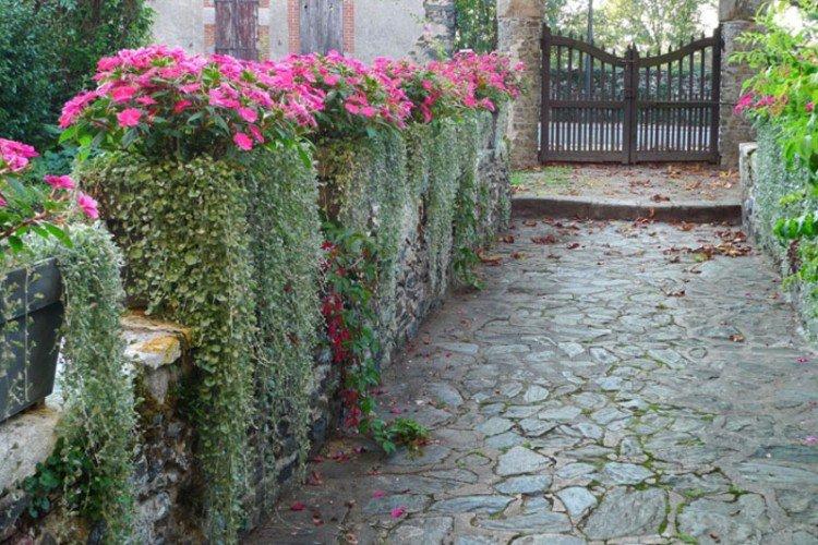 Dichondra - foto