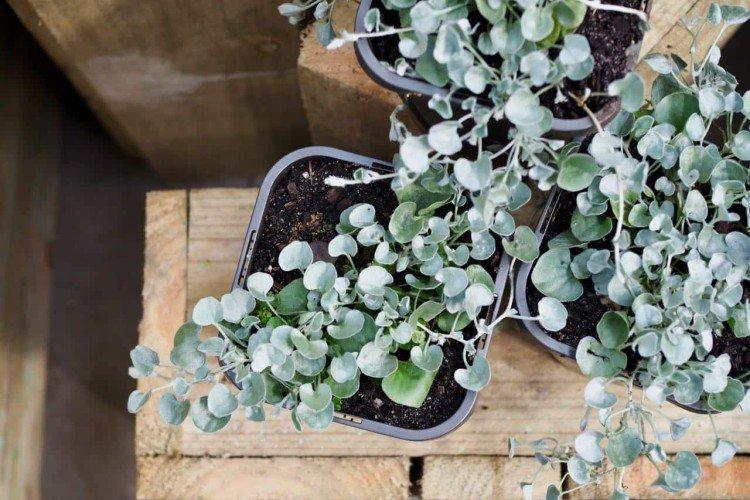 Dichondra - foto