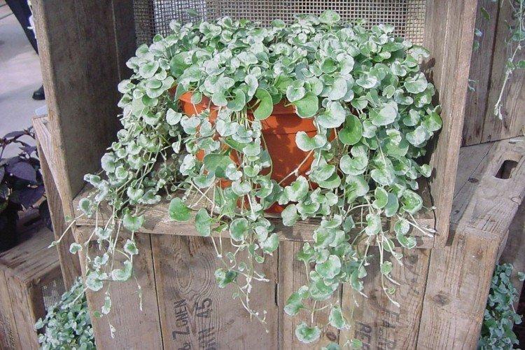 Dichondra - foto