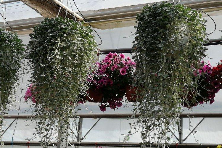 Dichondra - foto