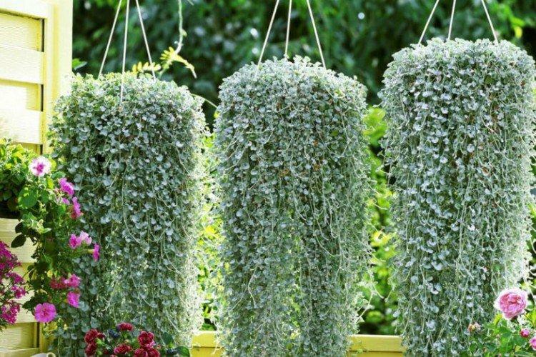 Dichondra - foto