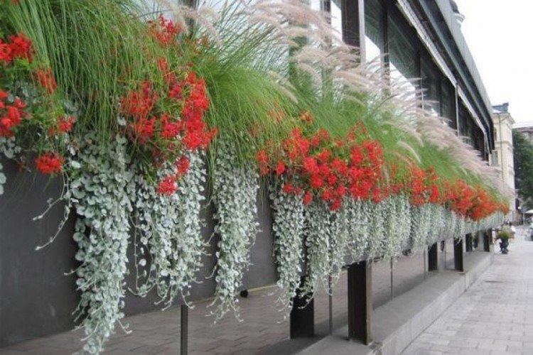 Dichondra - foto
