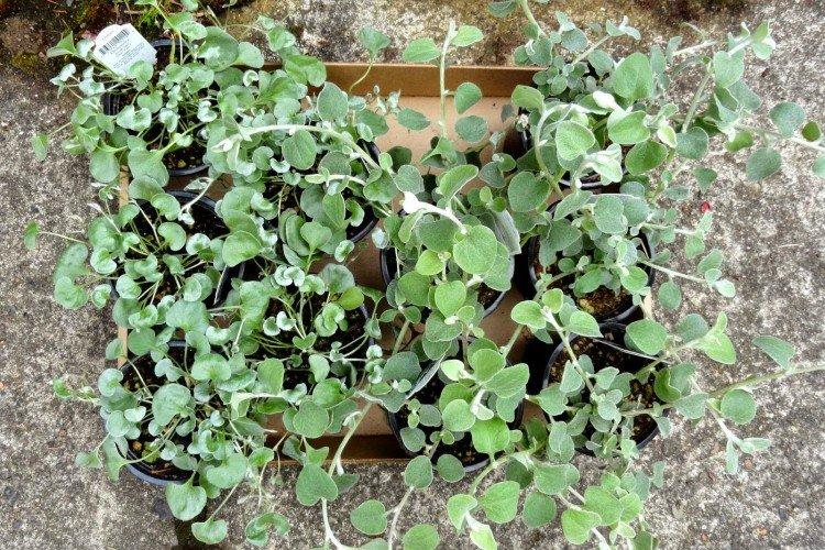 Dichondra - foto