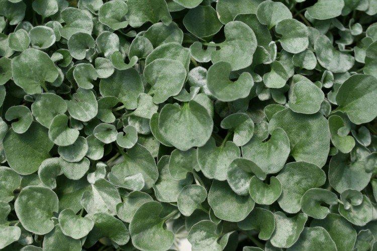 Dichondra - foto